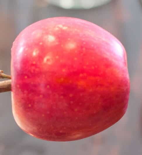 Best Candy-Apple-Making Tips