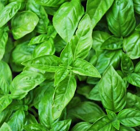 All About Basil
