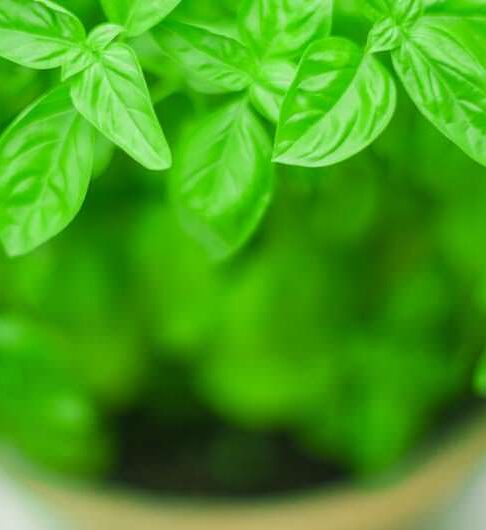 Our best tips for growing basil on your window ledge