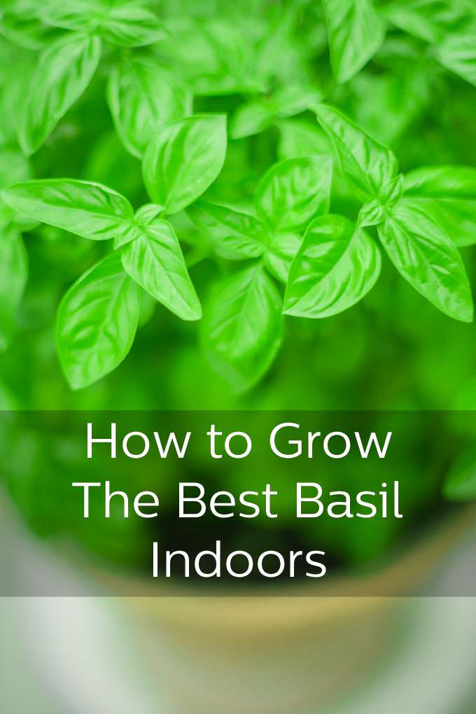 Overhead view of basil plant, text reads How to Grow the Best Basil Indoors.