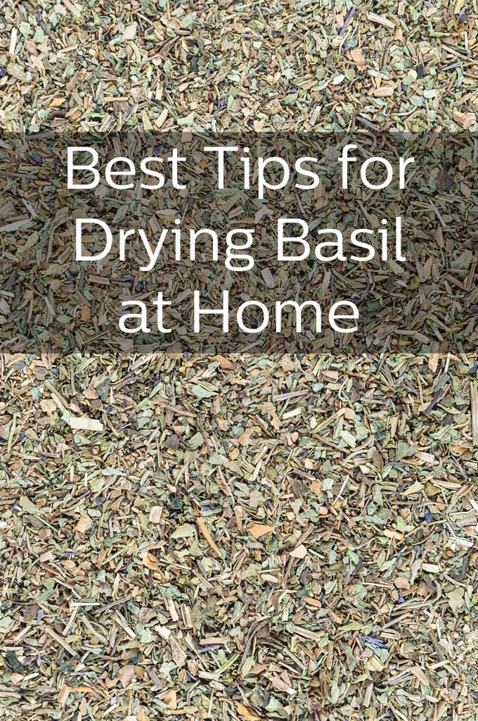 How to Dry Basil TheCookful