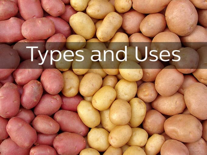 Types of Potatoes and Uses