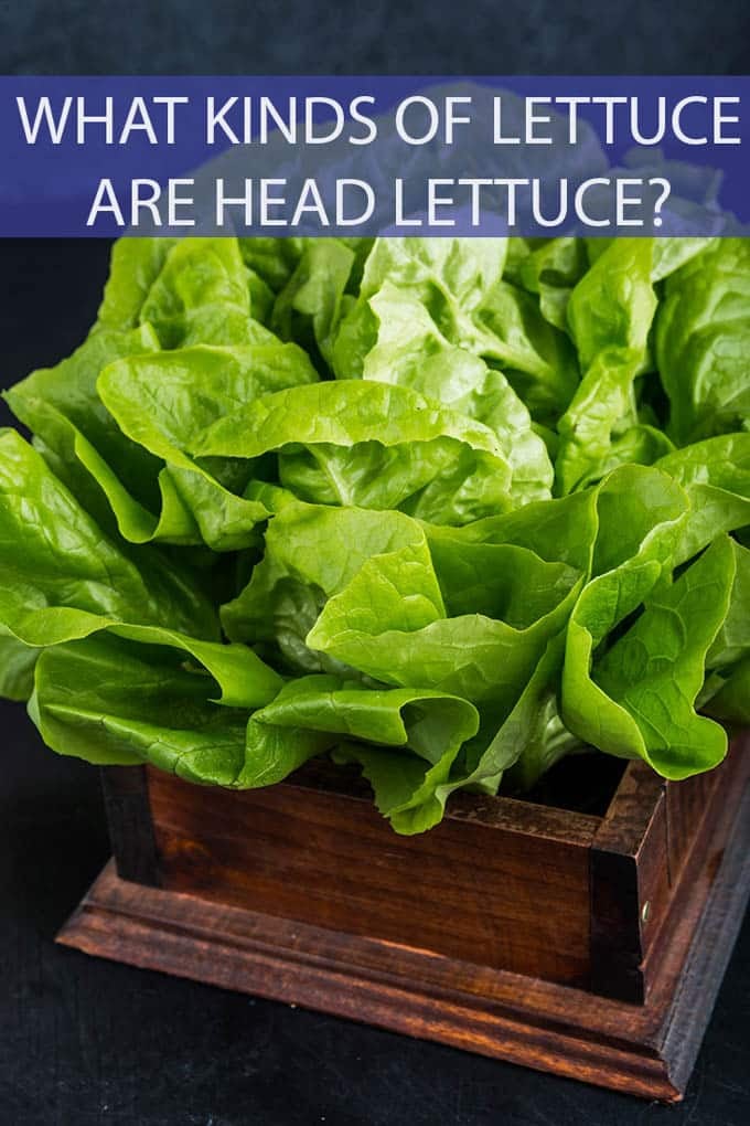 Head of leafy green lettuce sticking out of a wooden box. The header across the top reads, "What Kinds Of Lettuce Are Head Lettuce?"