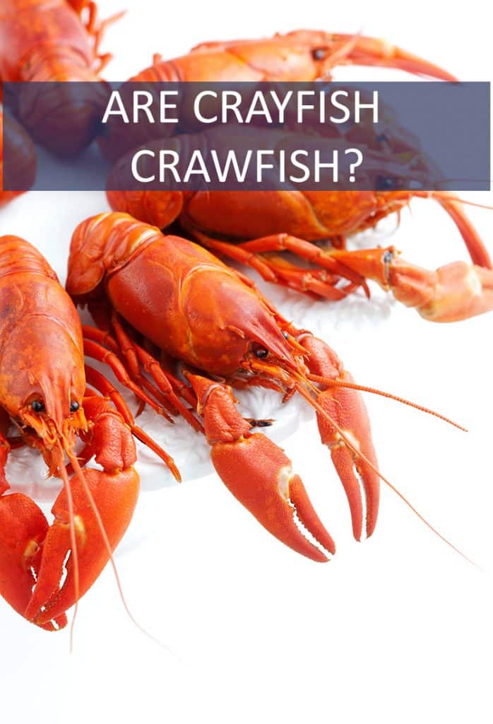 The Difference Between Lobster And Crawfish