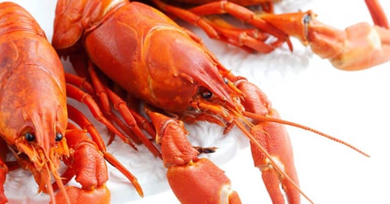 Are Crayfish Crawfish?