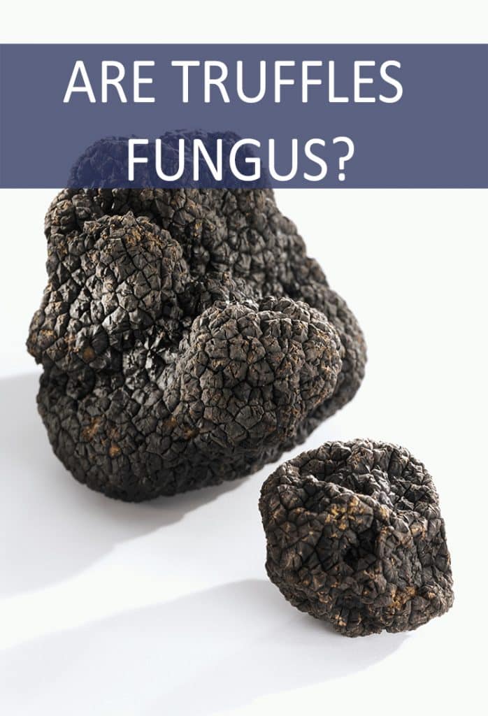 When you bite into an amazing truffle dish at a fancy restaurant are you eating fungus?