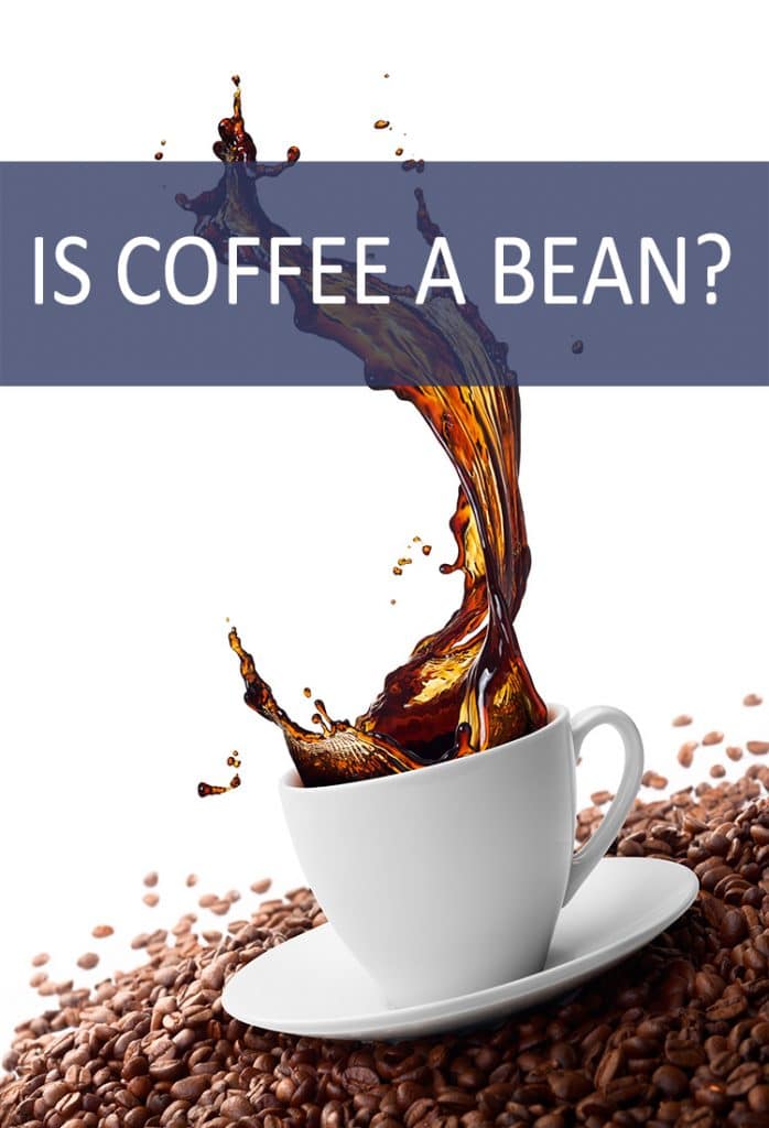 We've all seen coffee beans, but is the name deceptive? Are they actually beans?