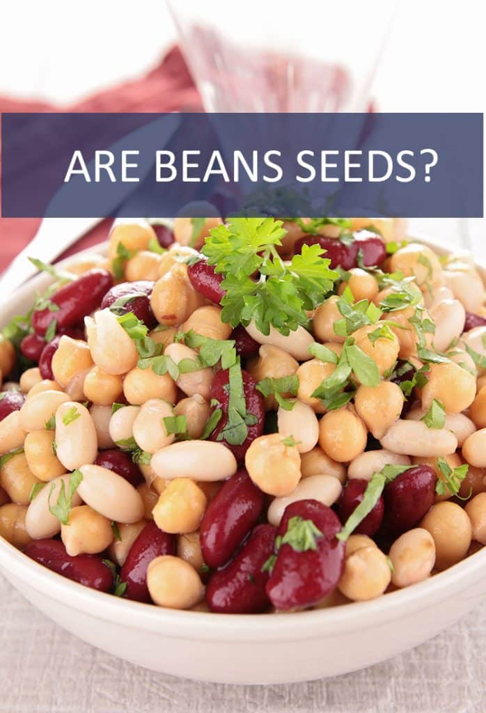 We know that beans come from legumes, but are they technically seeds?
