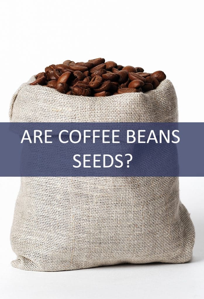 Coffee is typically referred to as a bean in its un-ground state, but is that accurate? Is it really a seed?