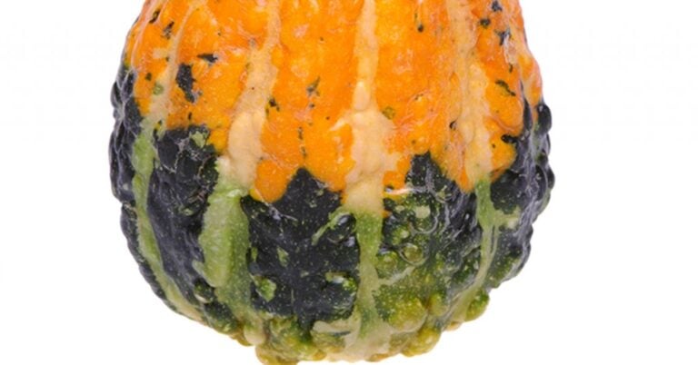 Are Gourds Squash?