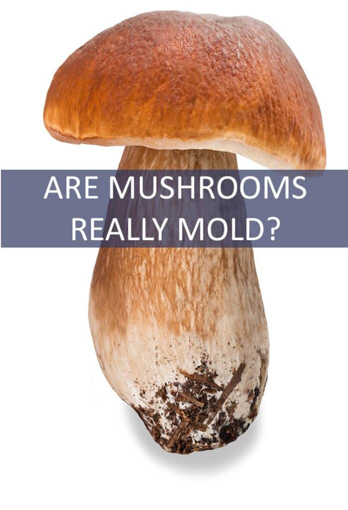 Photo of mushroom on white background, text reads Are Mushrooms Really Mold?