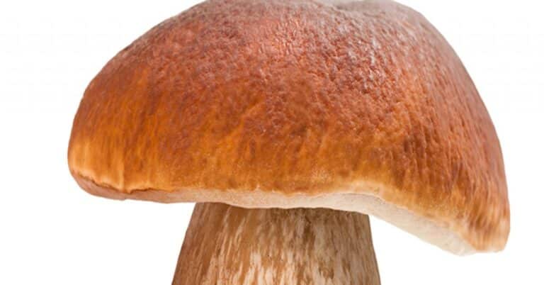 Are Mushrooms Really Mold?
