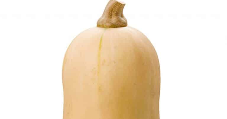 Is Butternut Squash Actually Squash?