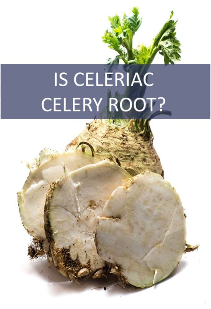 Is Celeriac Celery Root? The Cookful
