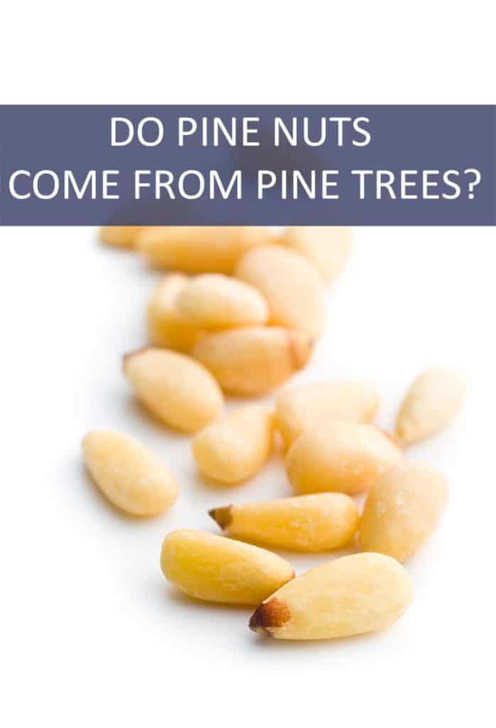 Do pine nuts actually come from pine trees, or is the name utterly misleading?