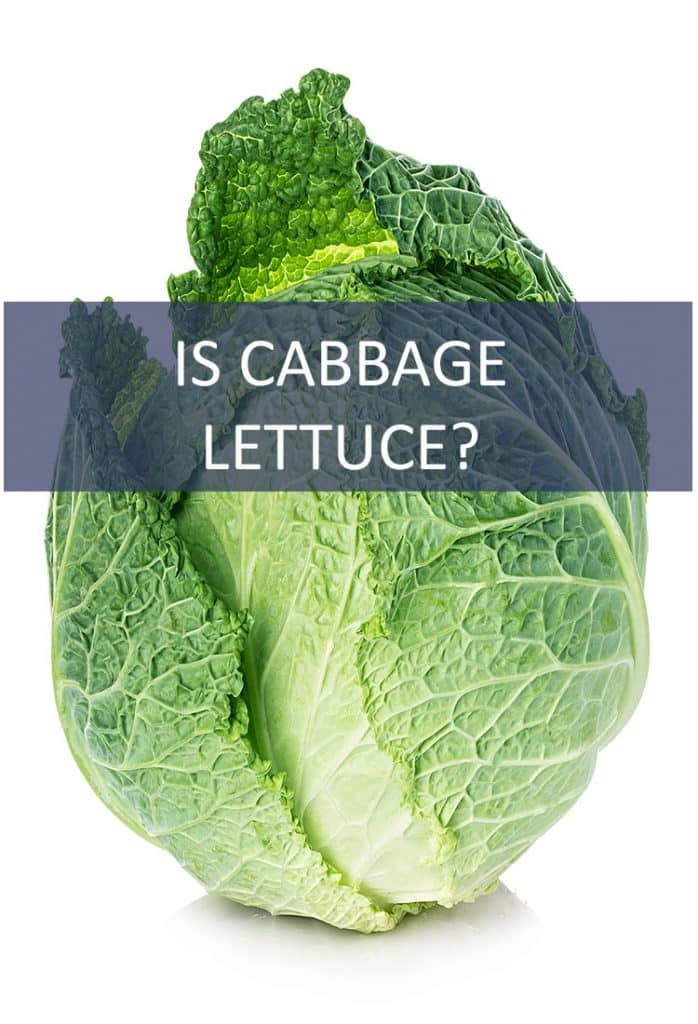 Cabbage and lettuce are both leafy greens, but aside from their aesthetic similarities, are they actually the same thing?