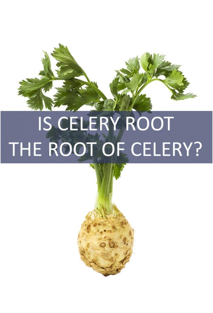 It’s called celery root, so is it the root of a celery plant?