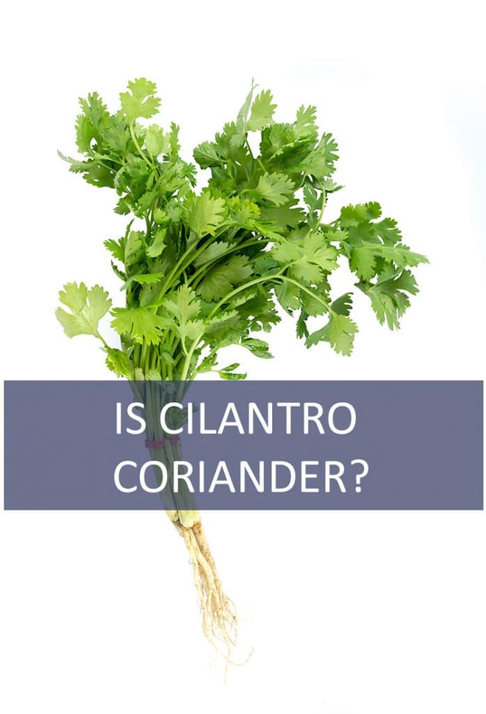 Have you ever needed cilantro for a recipe, but someone calls it coriander instead? Are cilantro and coriander the same food? Are they interchangeable?