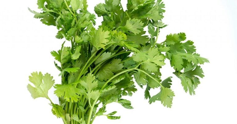 Is Cilantro Coriander?
