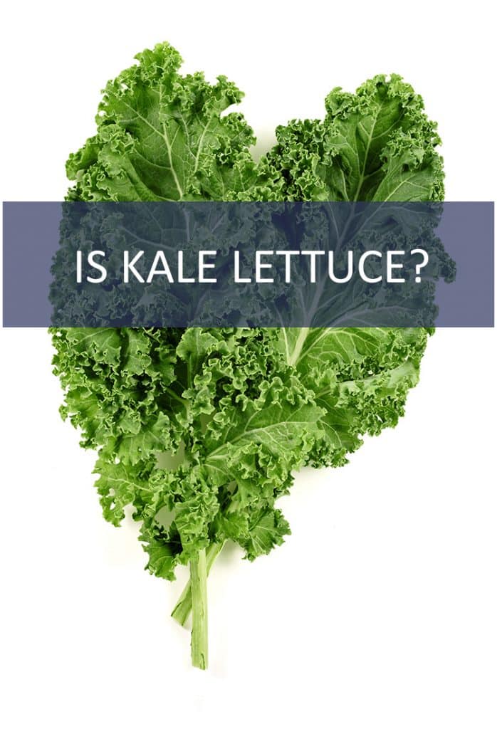 Is Kale Lettuce The Cookful