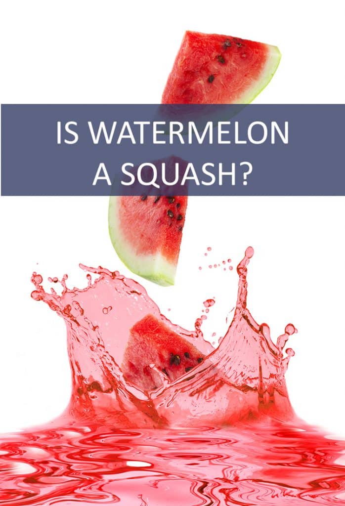 Watermelon is a favorite summertime snack, but is it actually a squash?