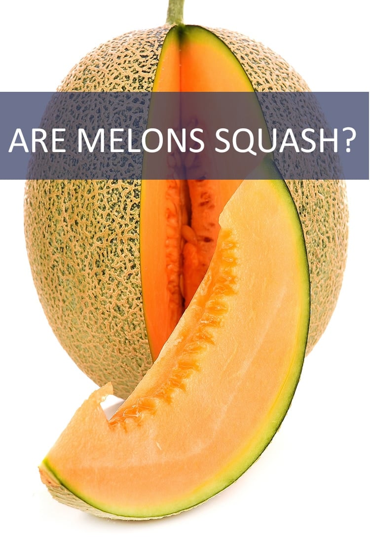 Melons and squash might have more in common than you think. But are they the same thing?