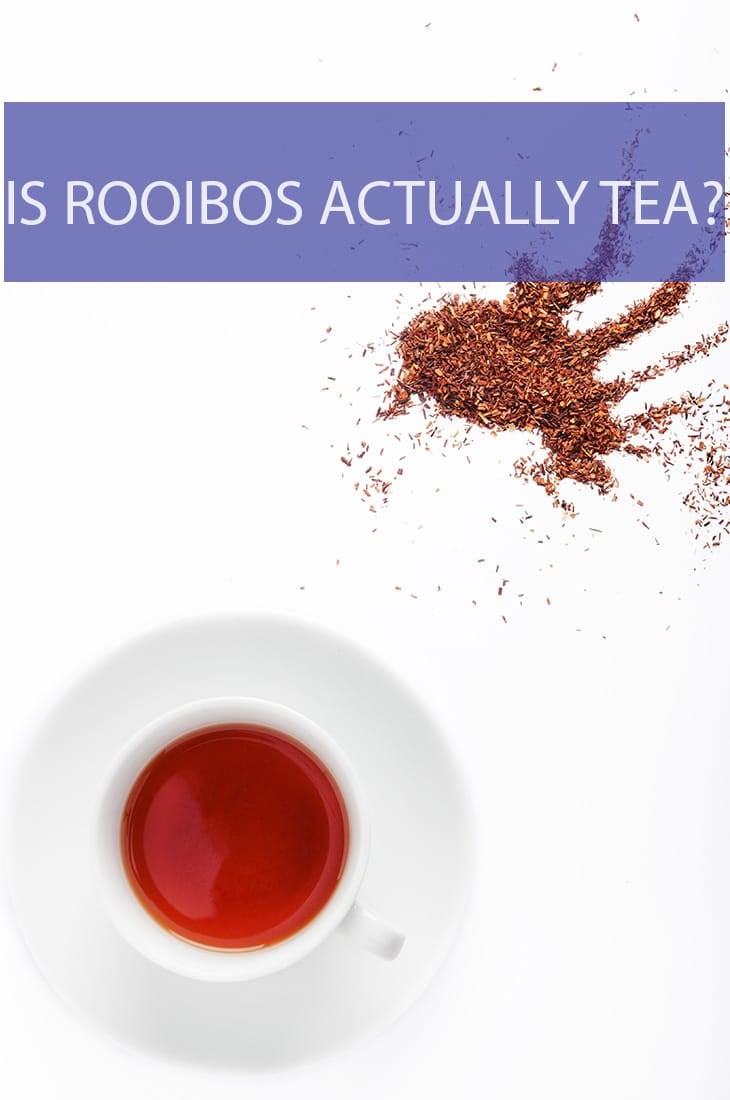 There are many health benefits attributed to Rooibos tea, but is it actually a tea?